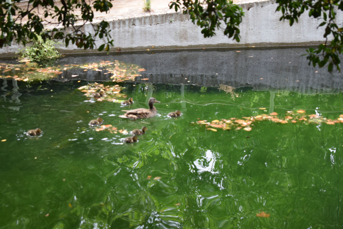 ducks-green-water-delta-formation